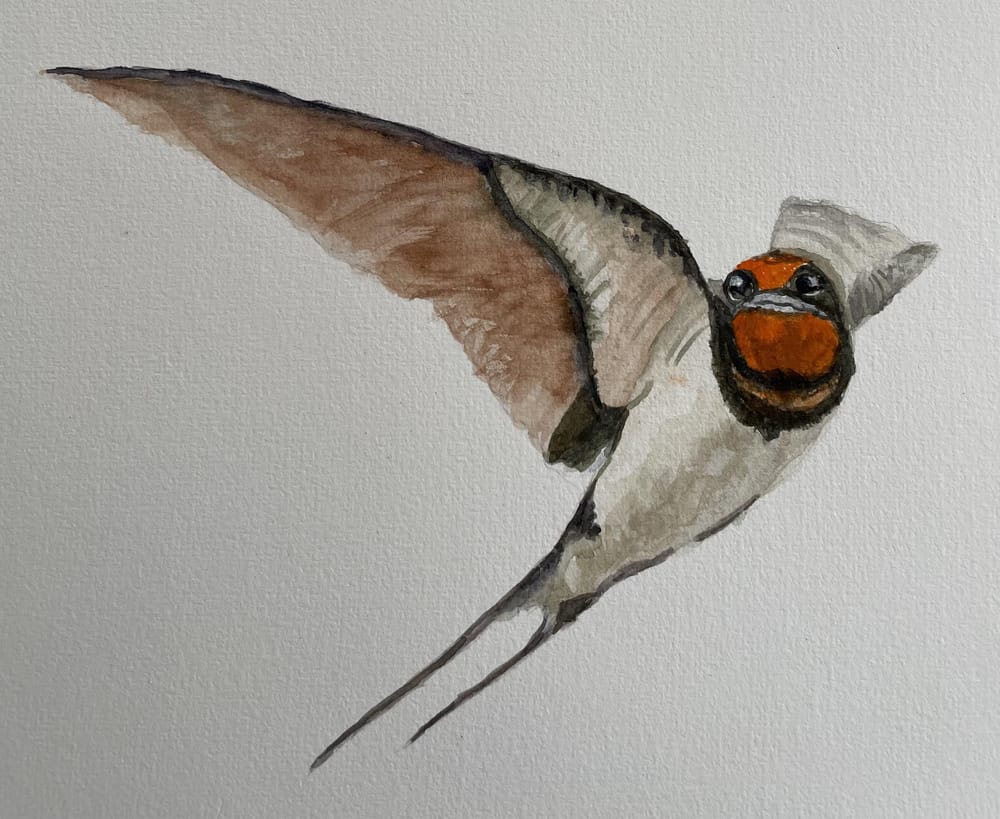 Swallow - image 3 - student project
