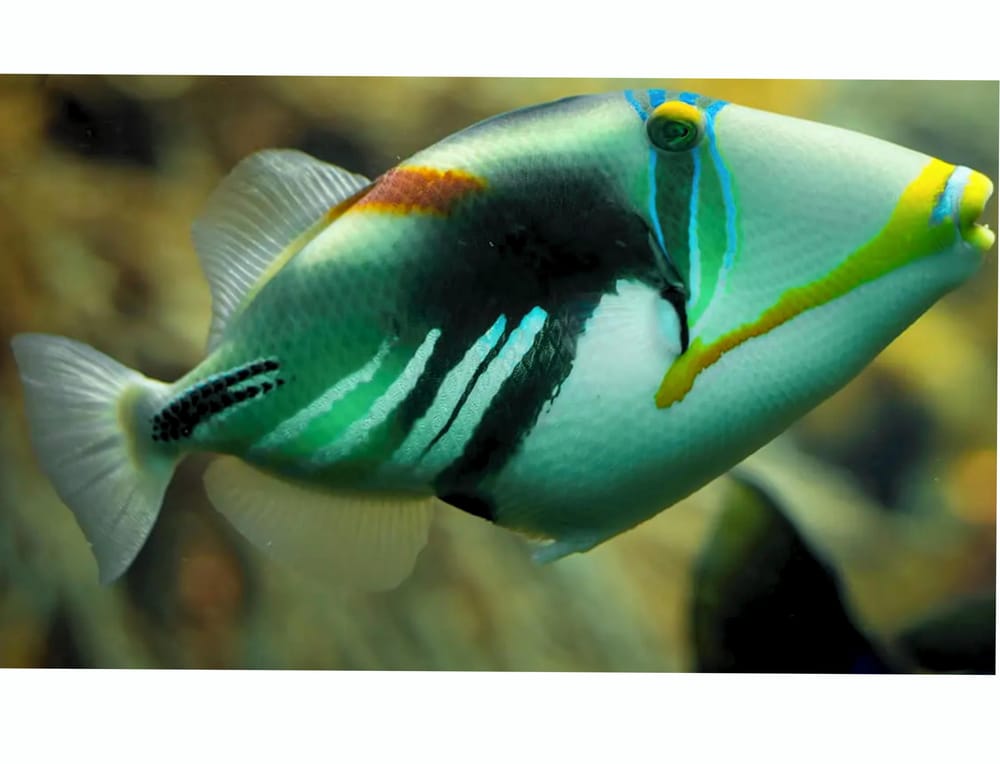 The real existing ‘Picasso triggerfish’. - image 3 - student project