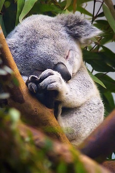 Sleeping koala - image 1 - student project