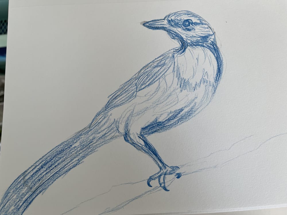 Scrub Jay - image 1 - student project