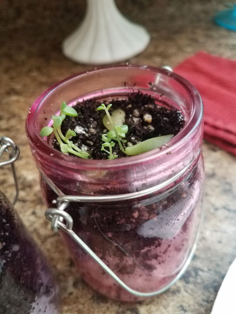 Starting my Succulent Garden! - image 2 - student project