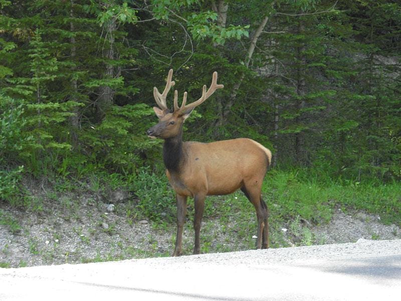 Deer, oh, deer... - image 1 - student project