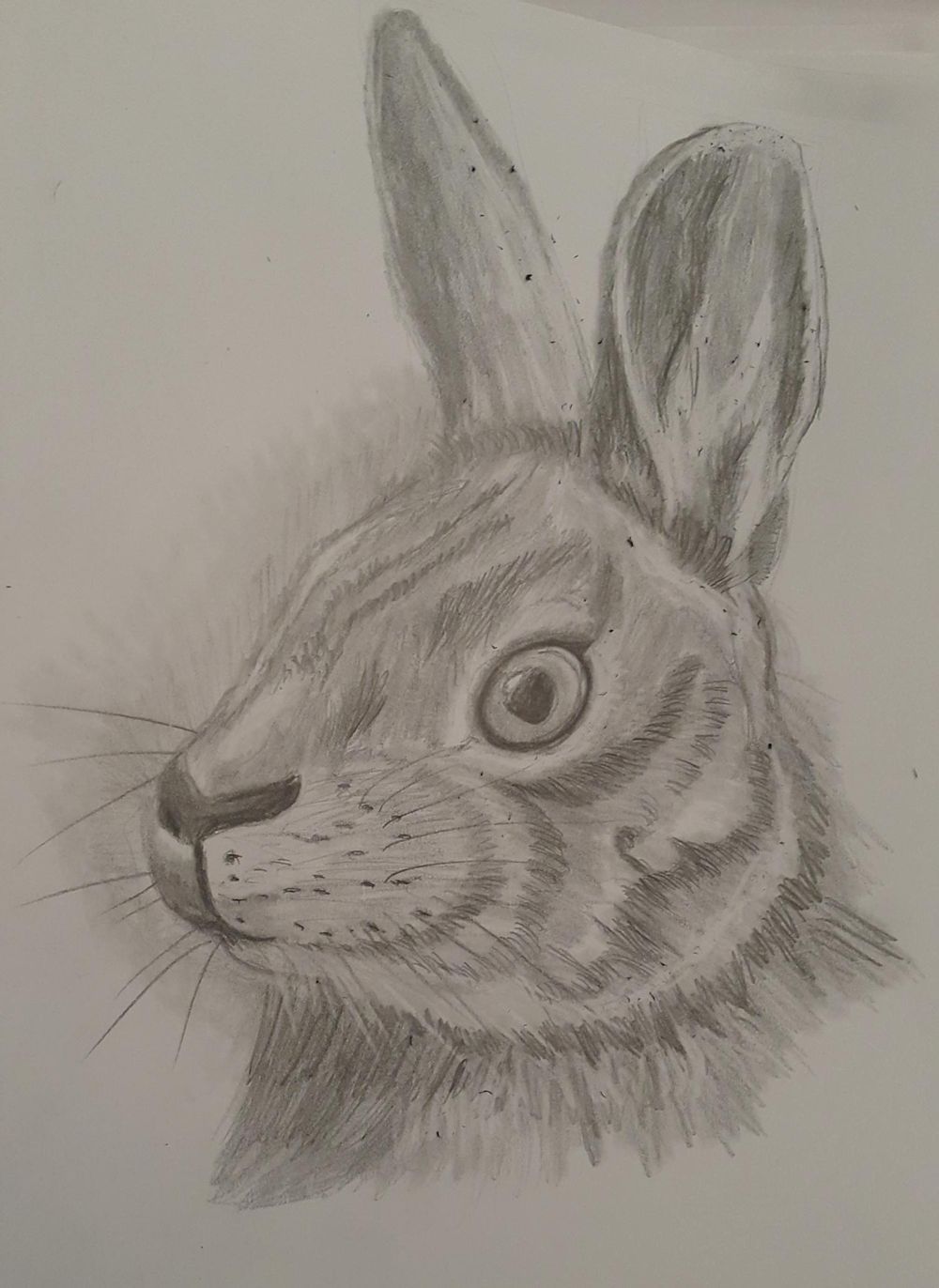 Bear Sketch | Skillshare Student Project