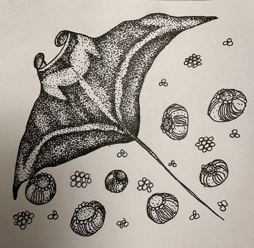 Manta Ray - image 2 - student project