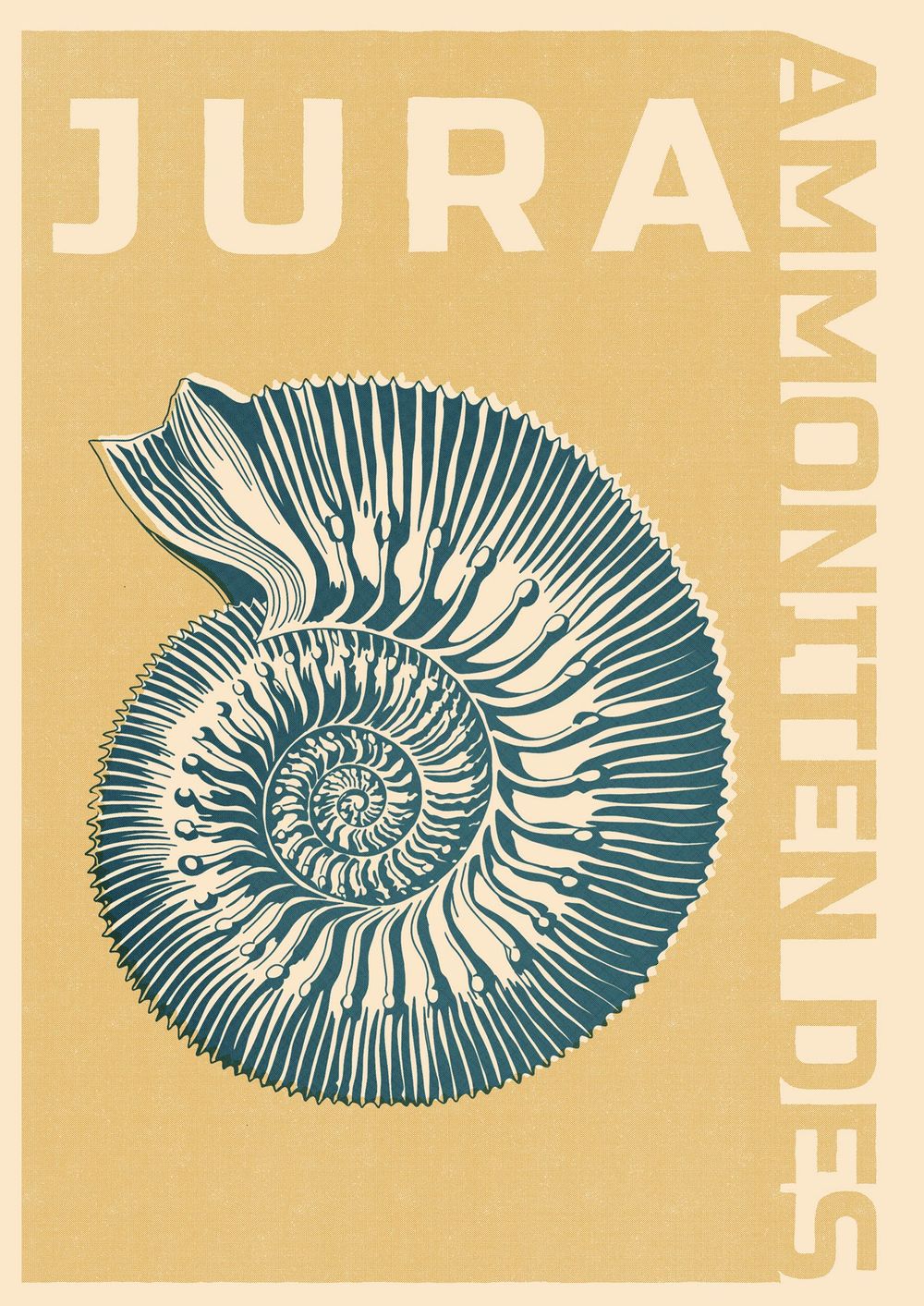 AMMONITEN des Jura - Collection - image 3 - student project