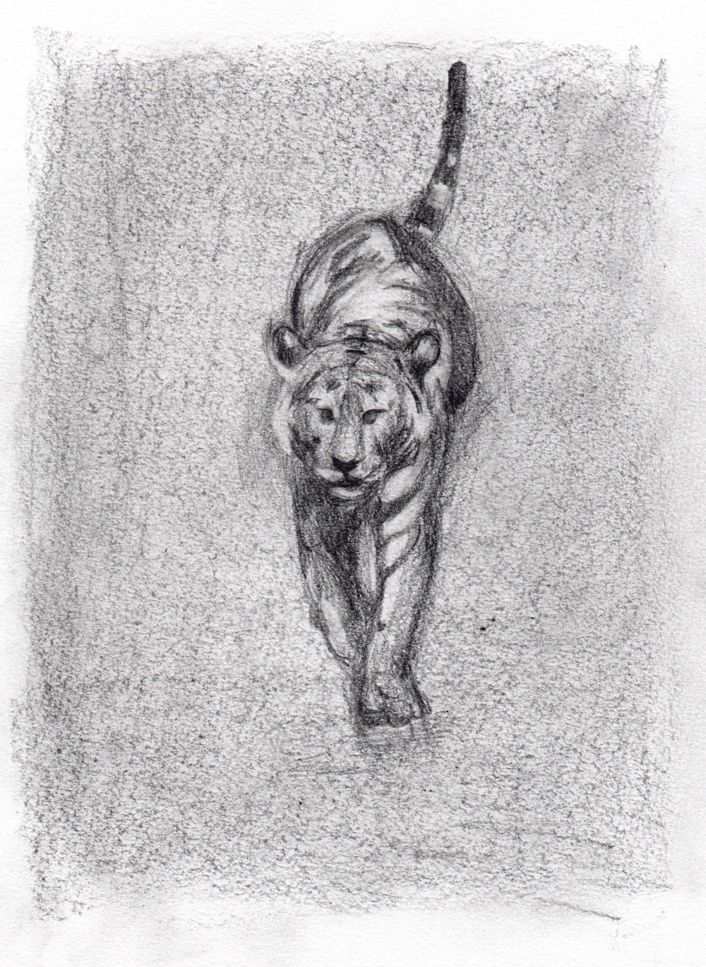 Animal Draw - image 2 - student project
