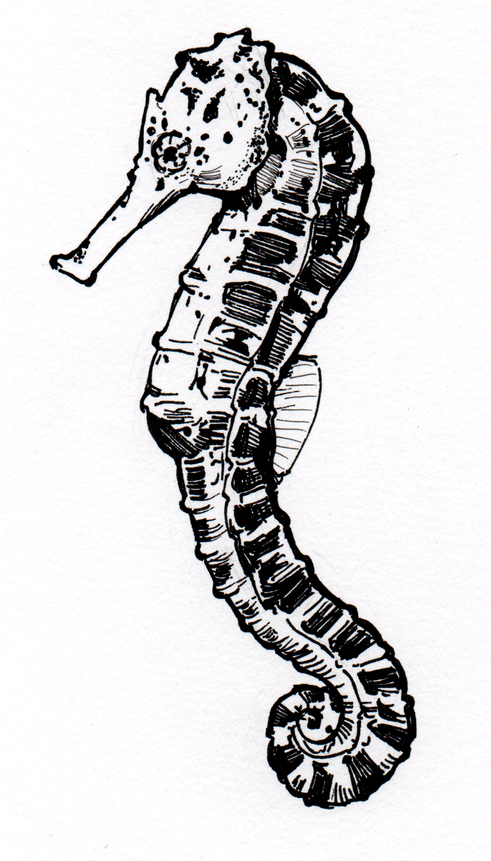 Animal Draw - image 1 - student project