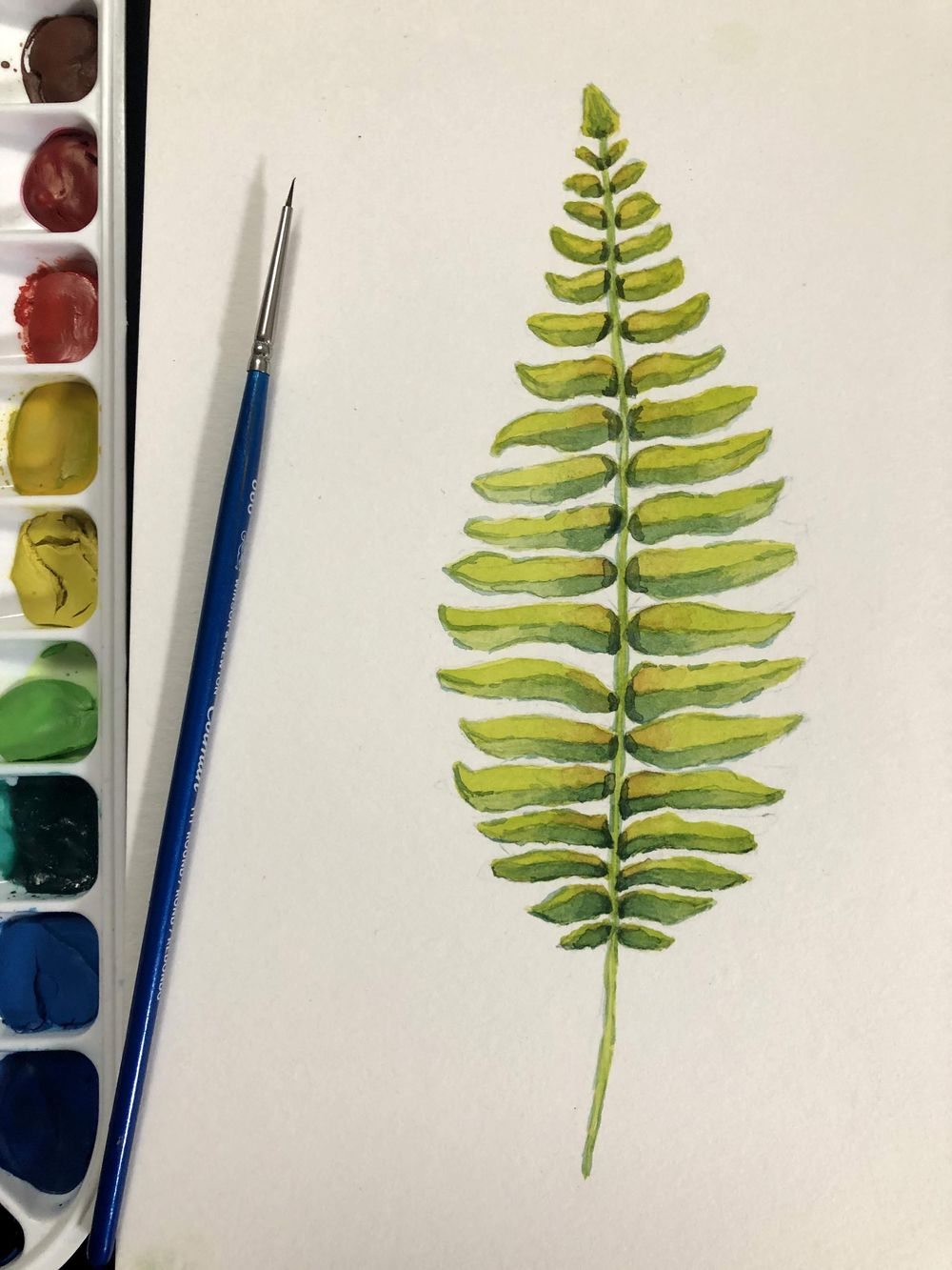 Mushroom & Fern Exercises - image 2 - student project
