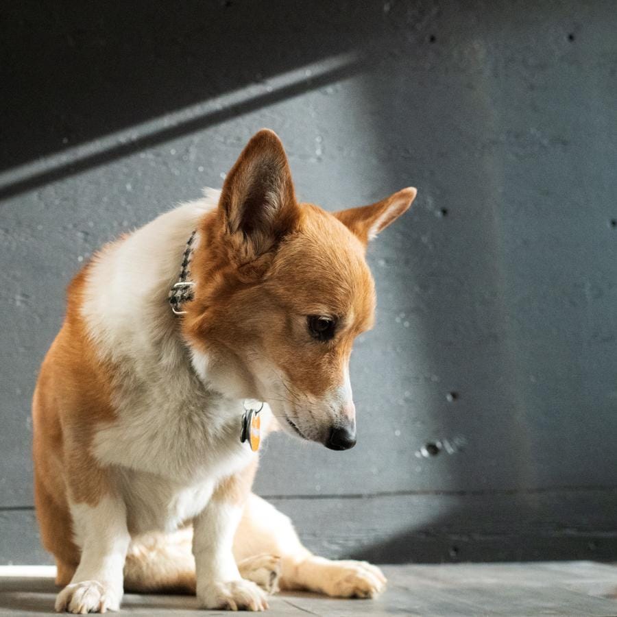 Dog vs Cats - image 1 - student project