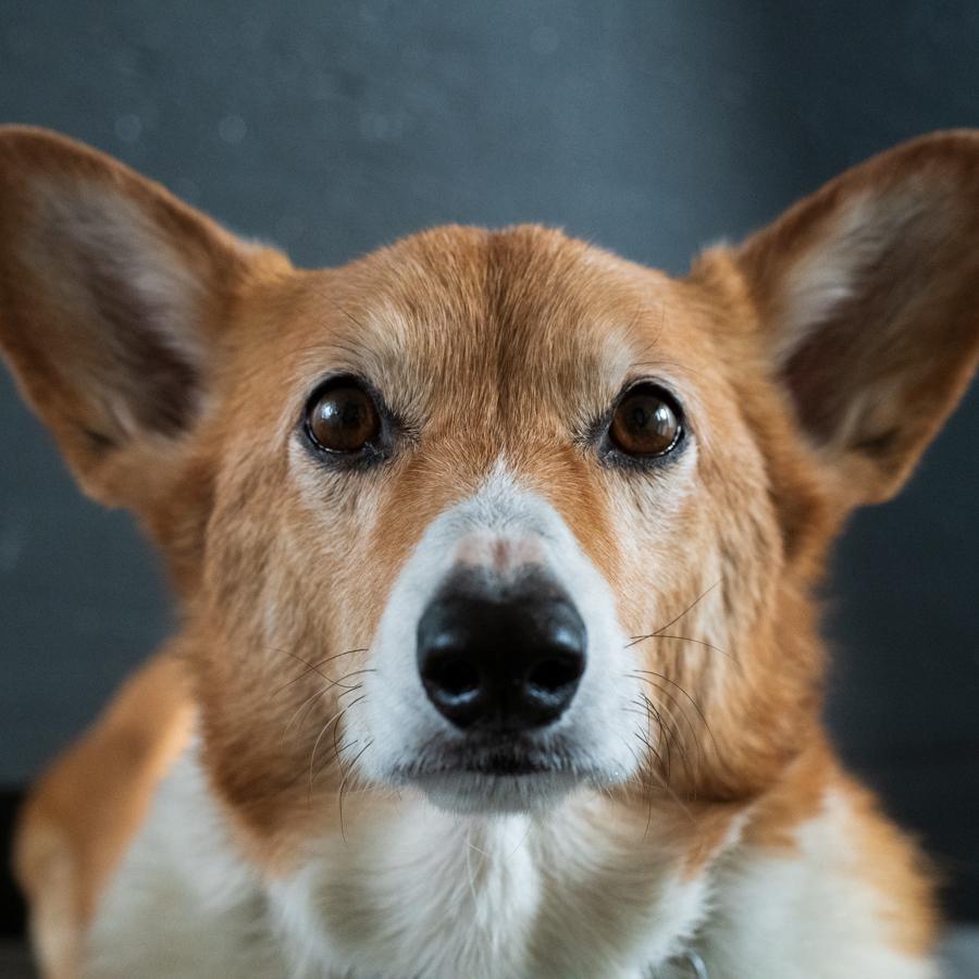 Dog vs Cats - image 3 - student project