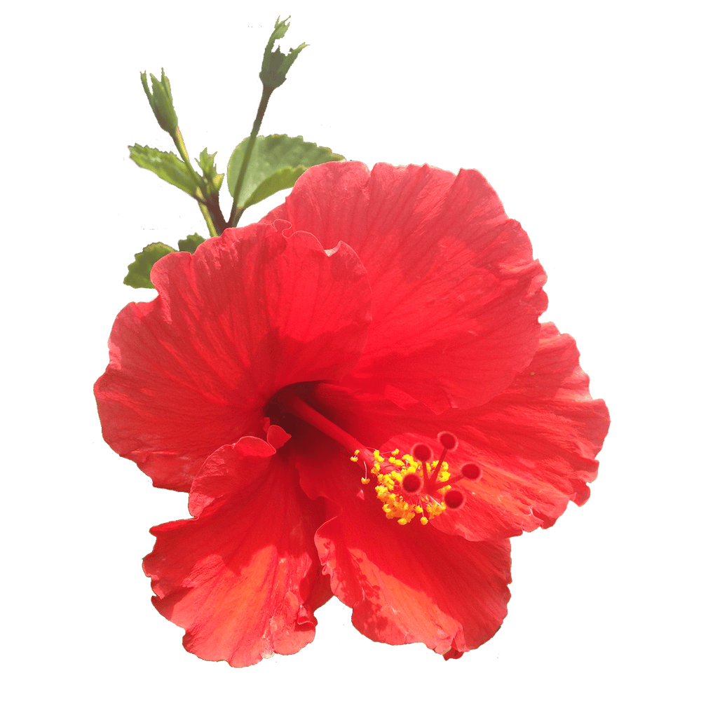 my first floral pattern - image 8 - student project
