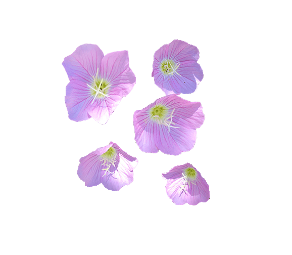 my first floral pattern - image 3 - student project