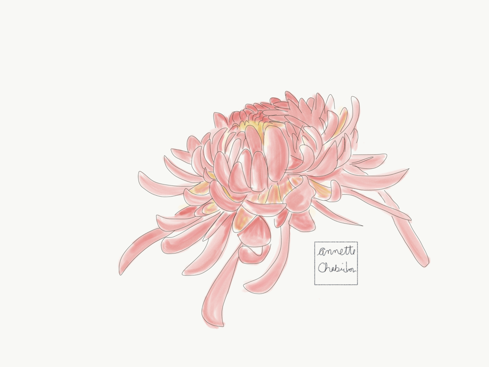 Vera Neumann Inspired Scarf Design-Chrysanthemums - image 2 - student project