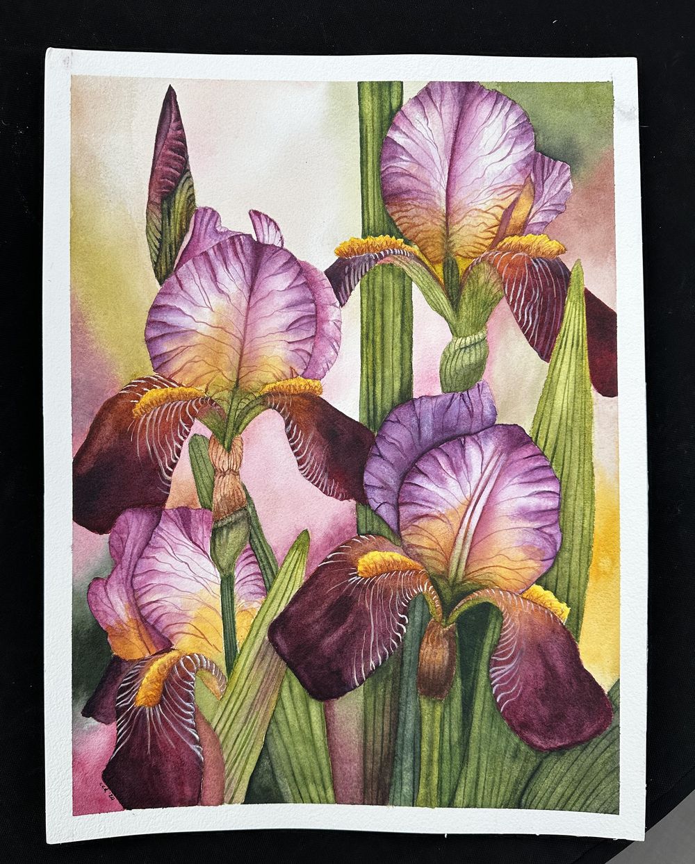 Bearded Irises - image 1 - student project