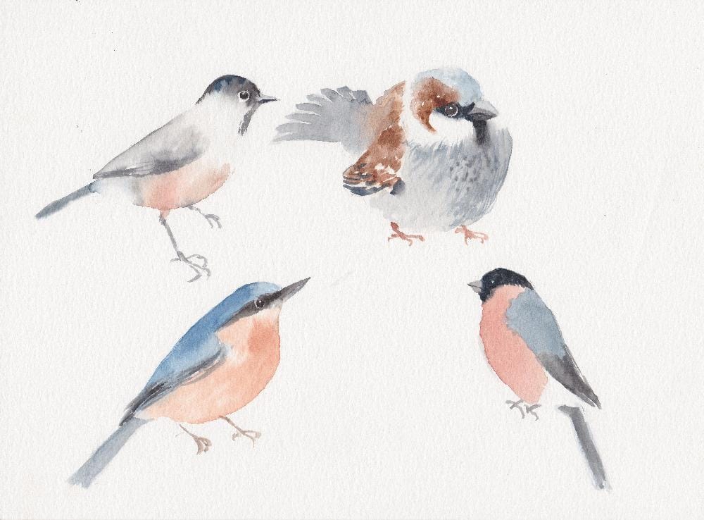 Sparrow and garden songbirds - image 1 - student project