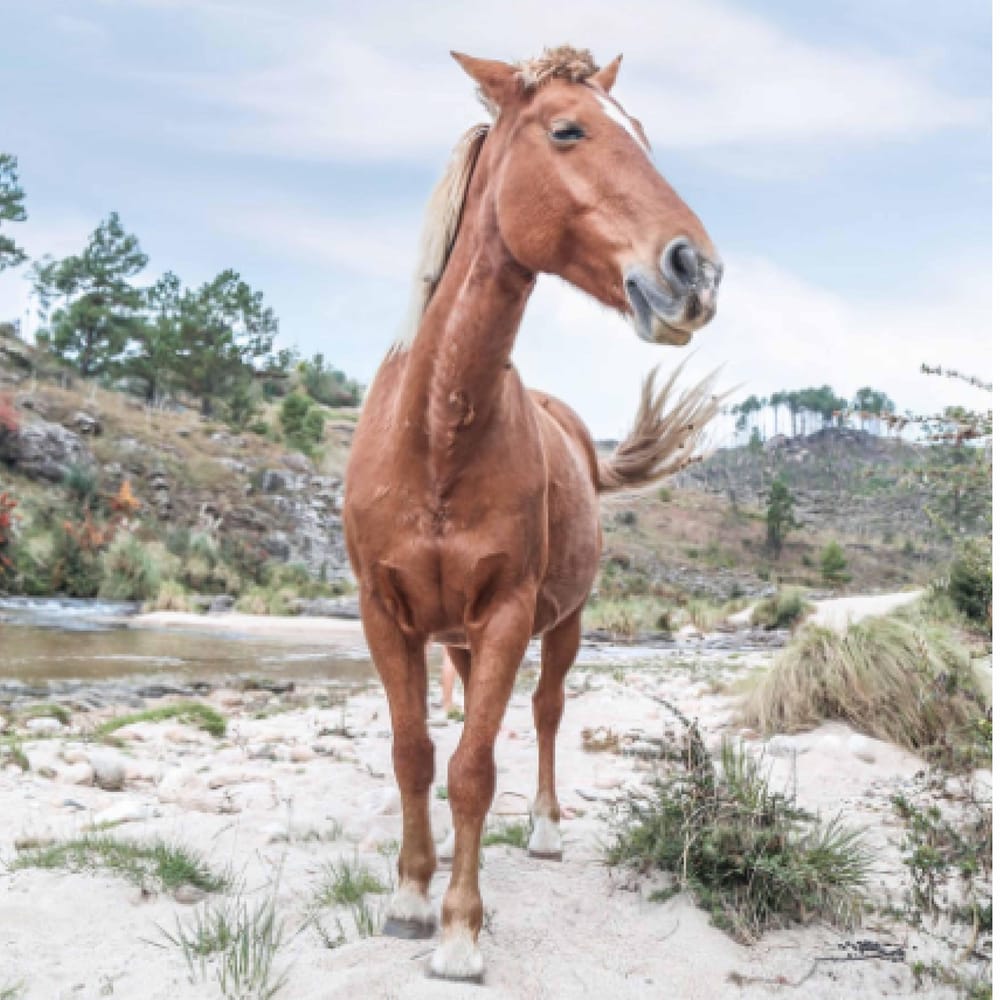 Henryetta the Horse - image 1 - student project