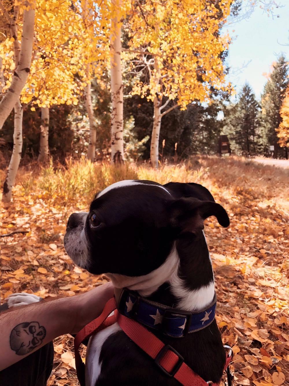 Flagstaff & Fallen Leaves - image 4 - student project