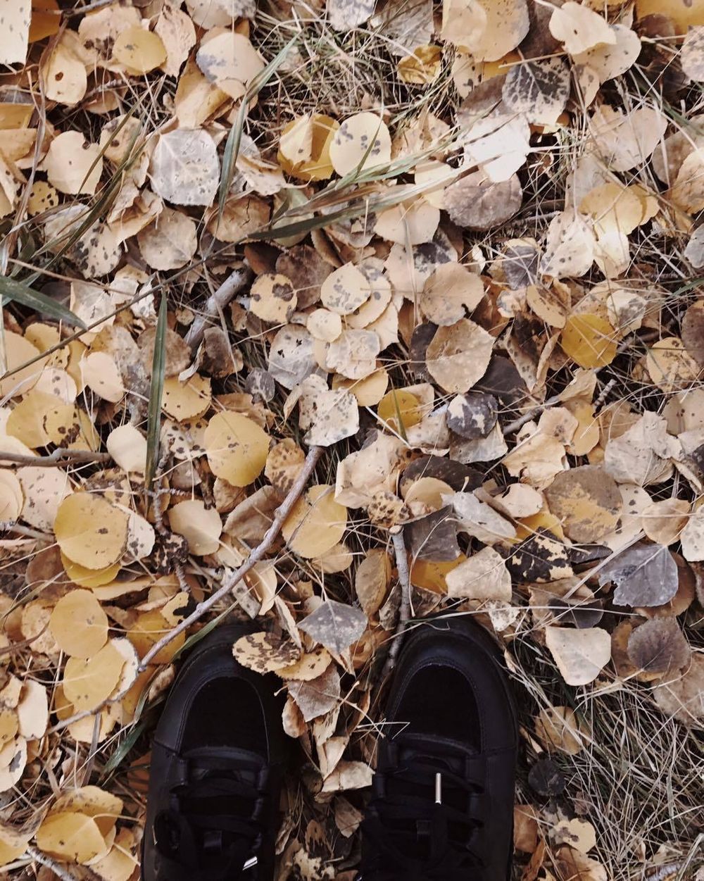 Flagstaff & Fallen Leaves - image 3 - student project