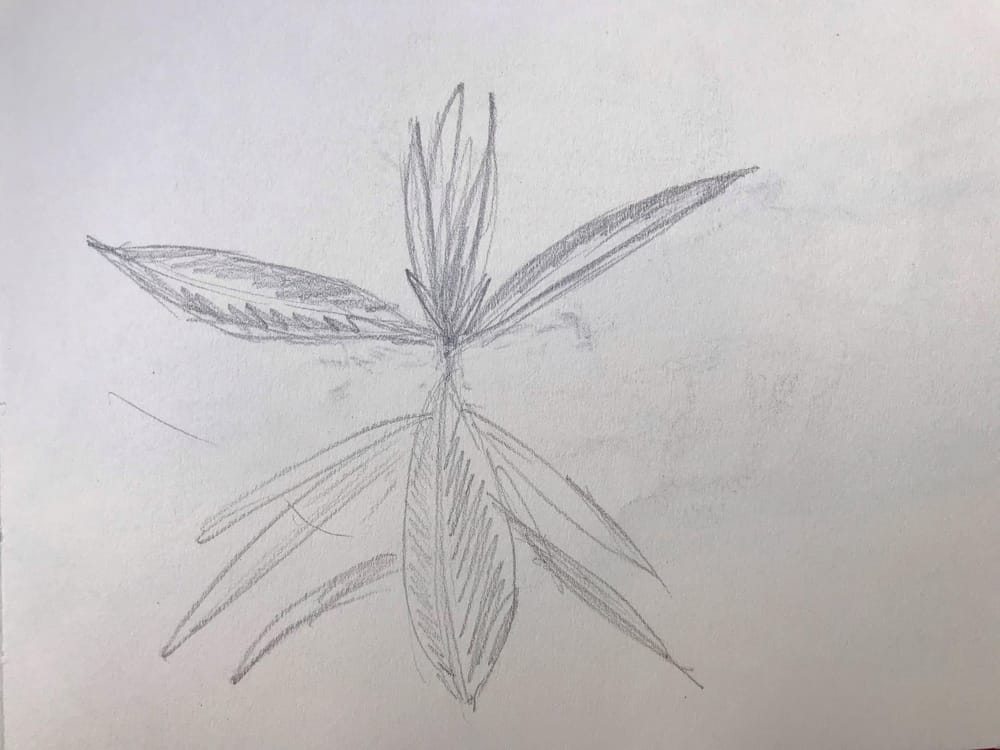 Starting to draw the contours - image 4 - student project