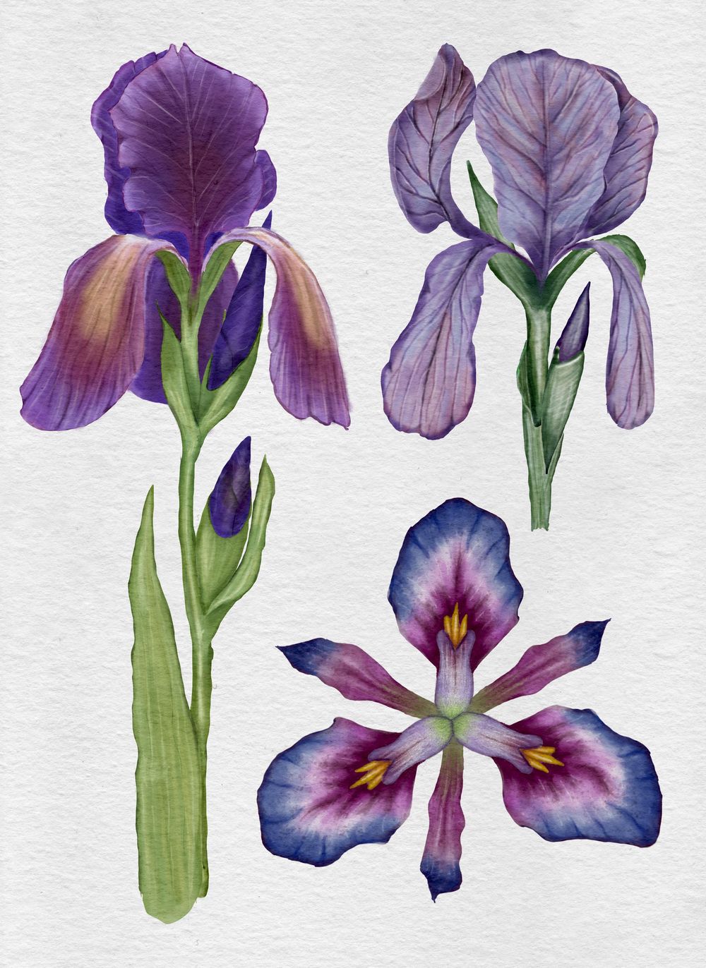 My iris - image 1 - student project