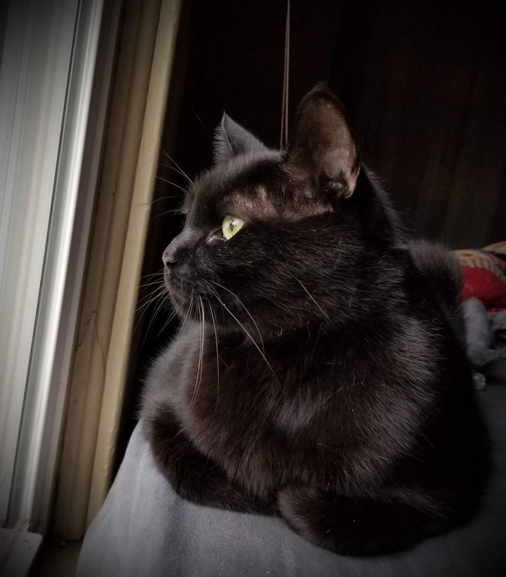 My Pets That I Love - image 1 - student project