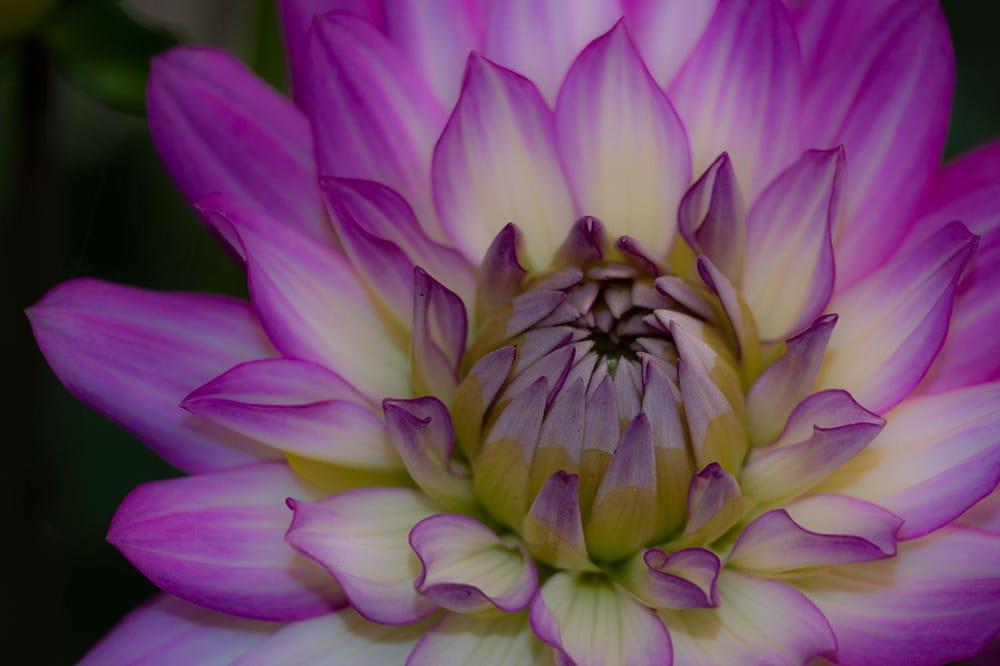 I can't remember what these flowers are called, but they're pretty - image 2 - student project