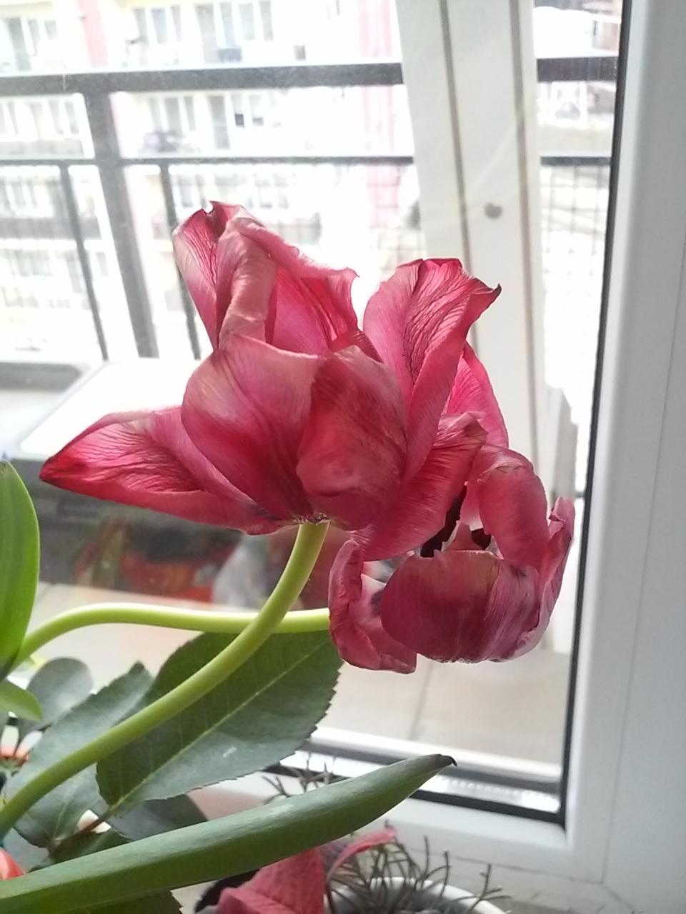 Tulips and Blackbird - image 1 - student project