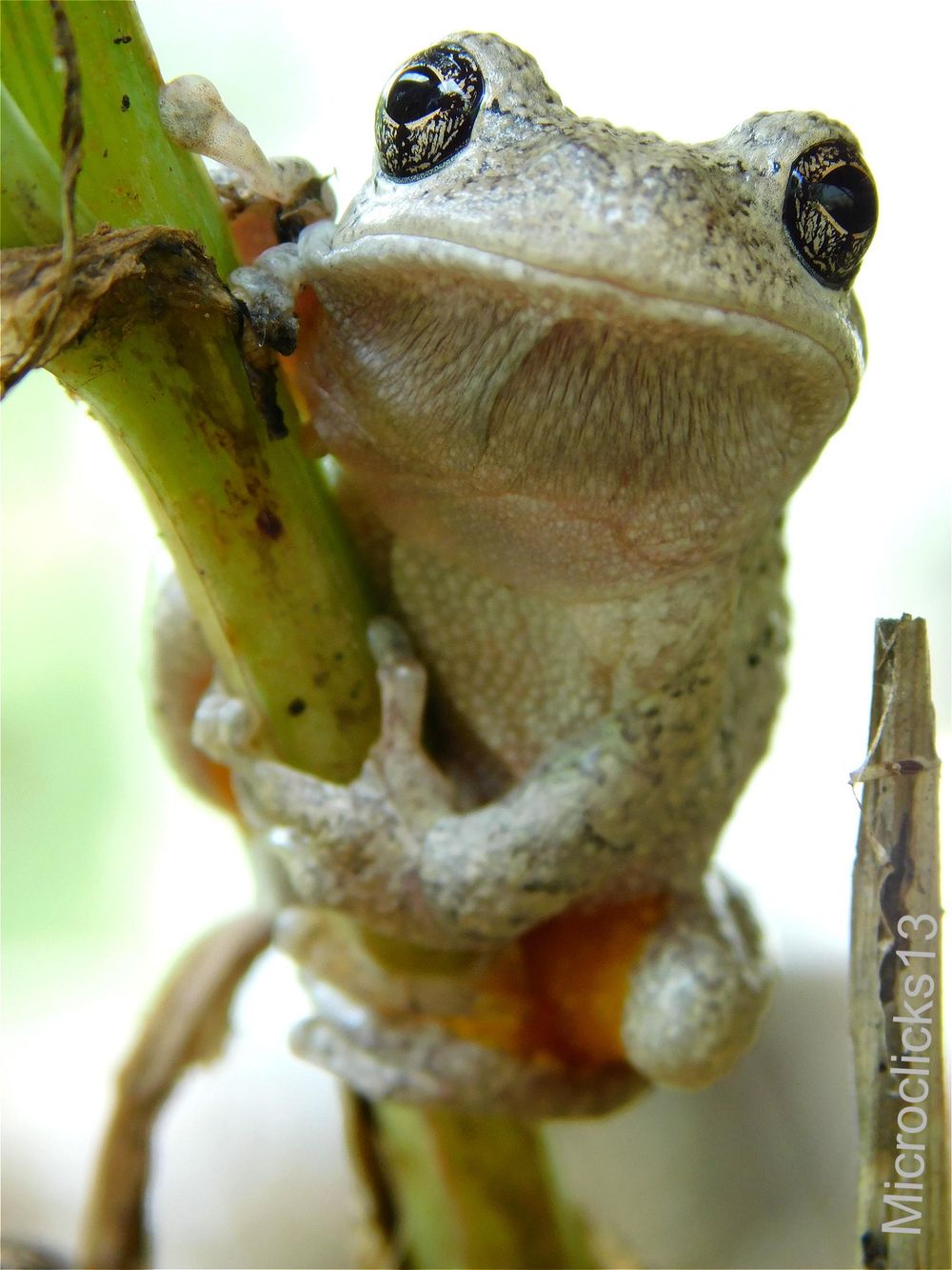Cute frog (I had to crop the thumbnail. Just open the post for a better picture) - image 1 - student project