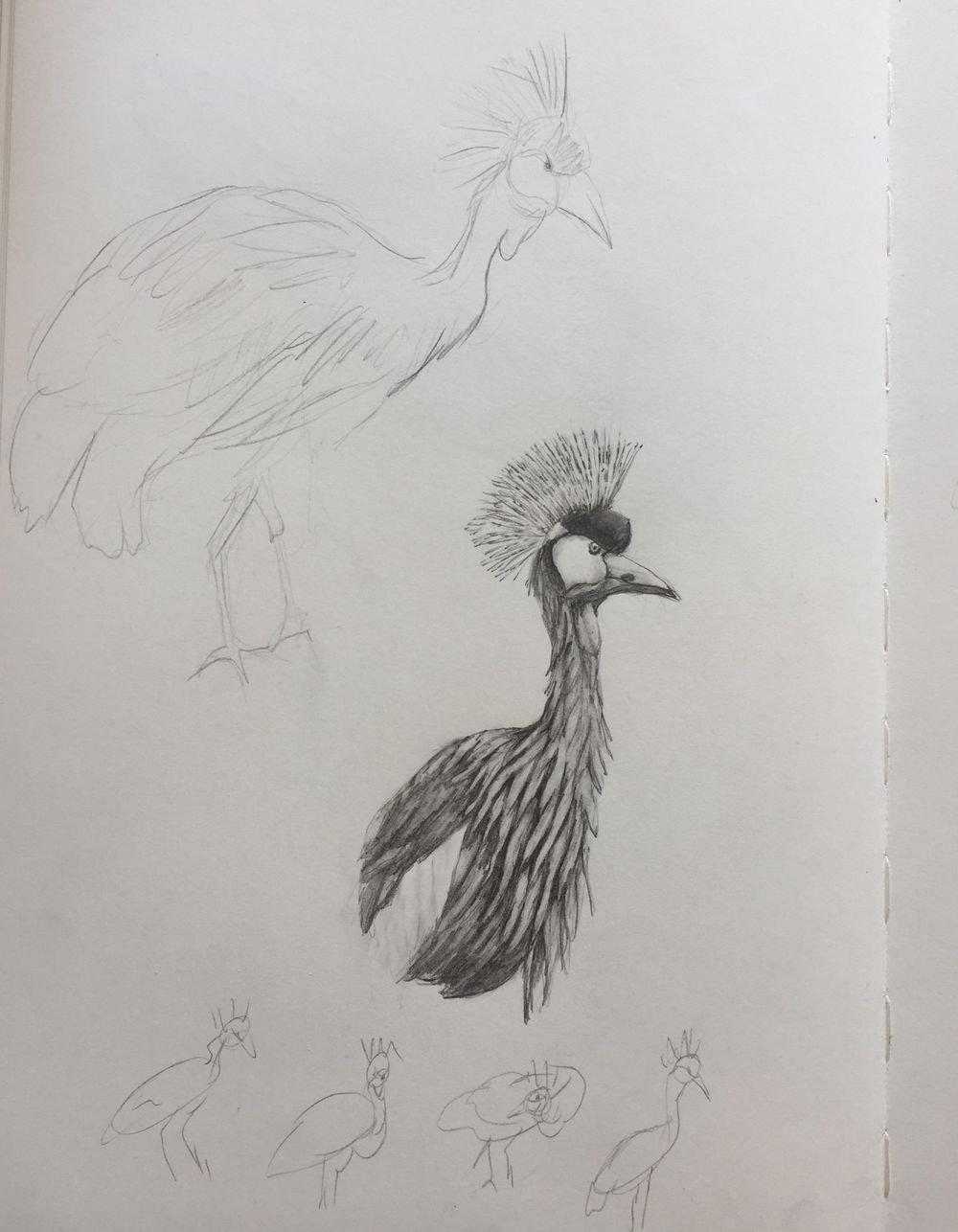 Bird Pencil Drawing - image 2 - student project