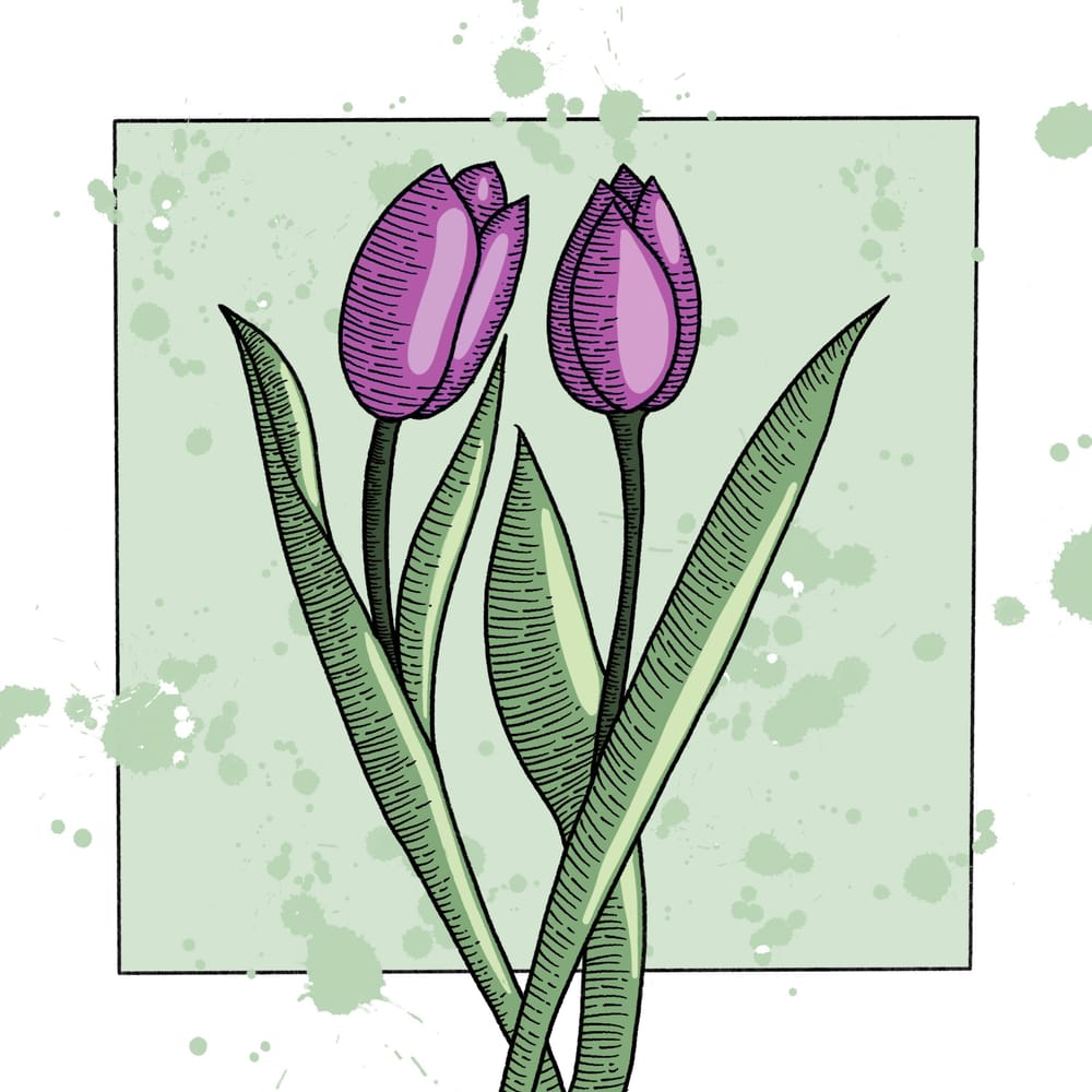 Tulips - image 1 - student project