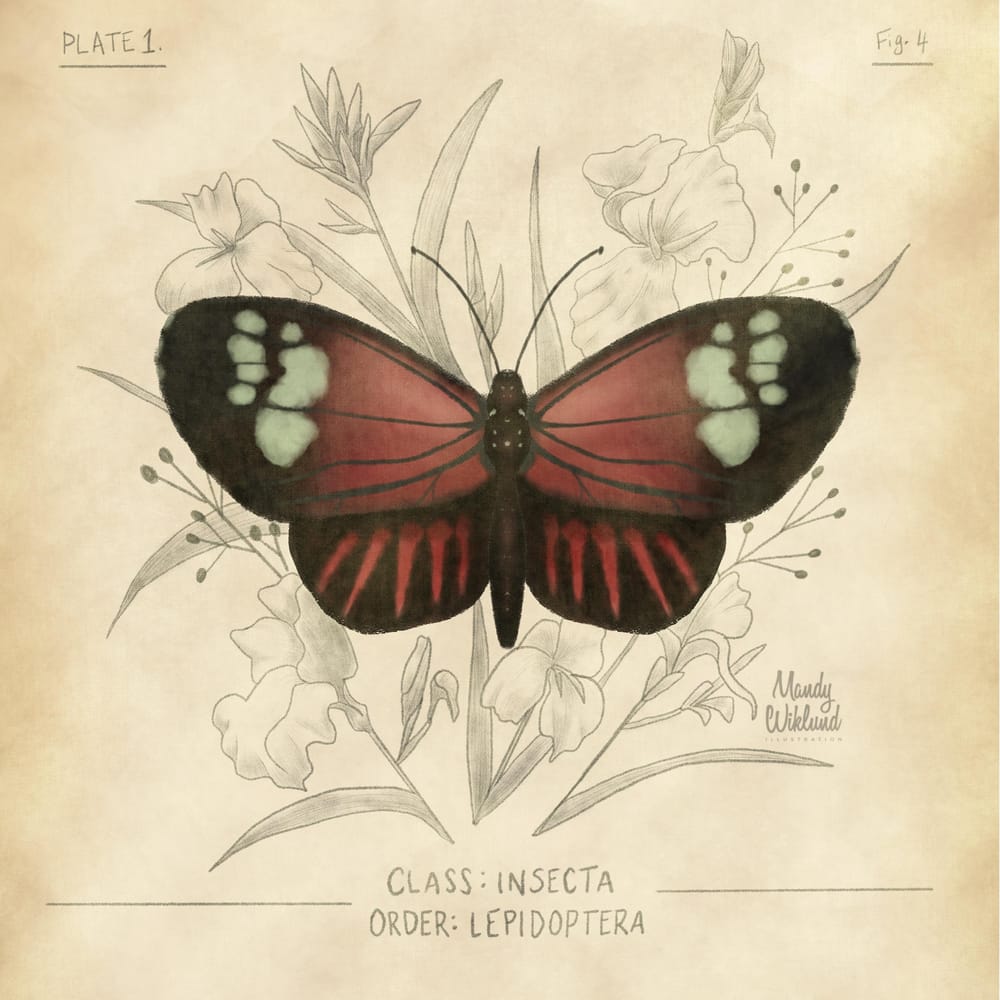 Scientific Butterfly Illustration - image 1 - student project
