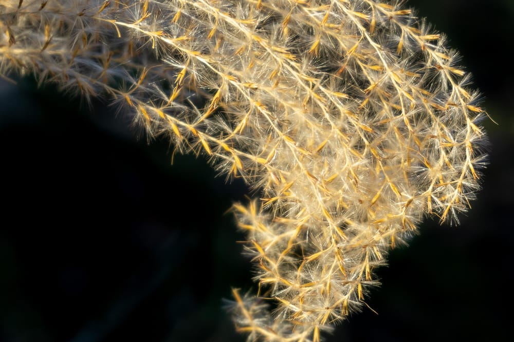 obnoxiously decorative pampas grass. also darth vader. - image 2 - student project