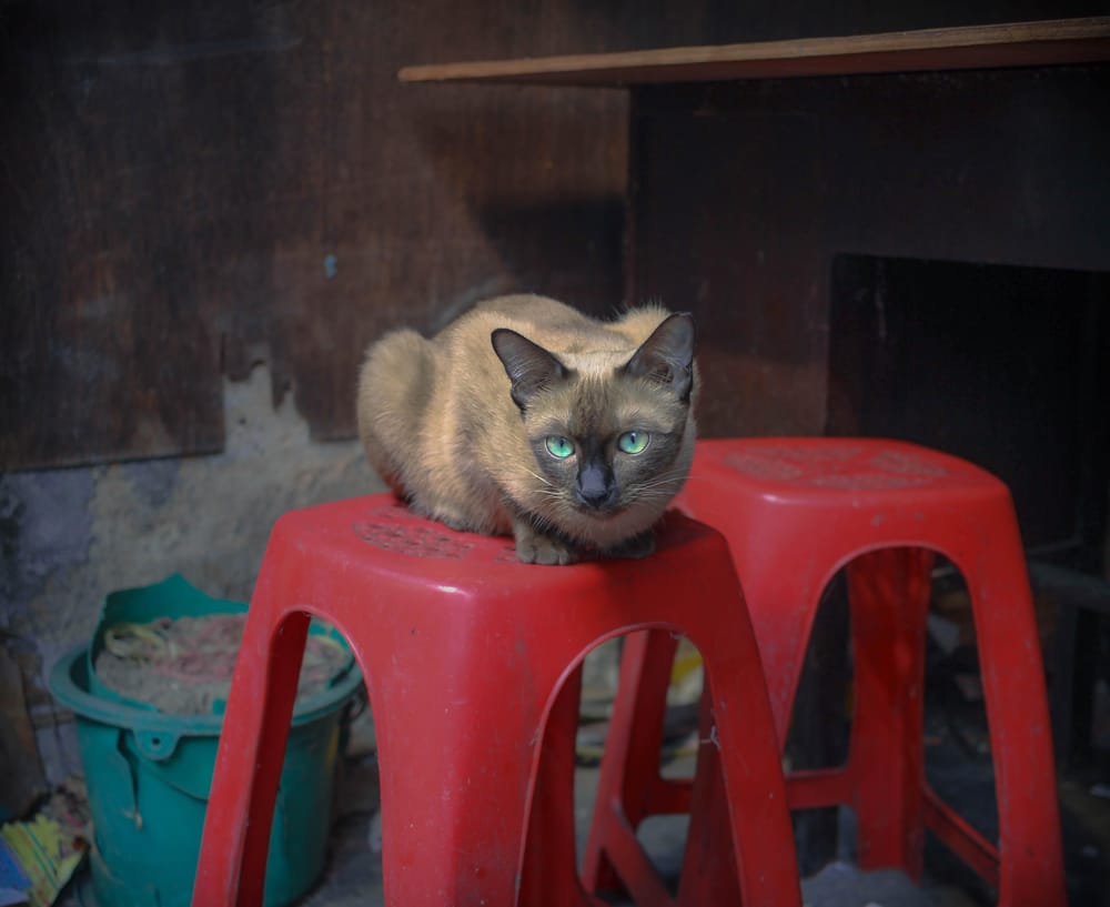 A little corner in Bangkok - image 1 - student project