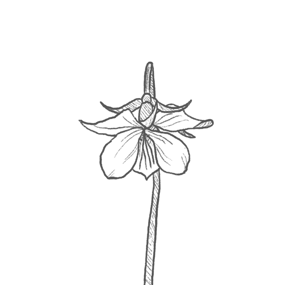 Blue Bouquet - image 1 - student project