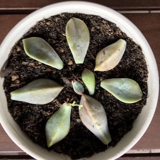 Little succies are growing! - image 1 - student project