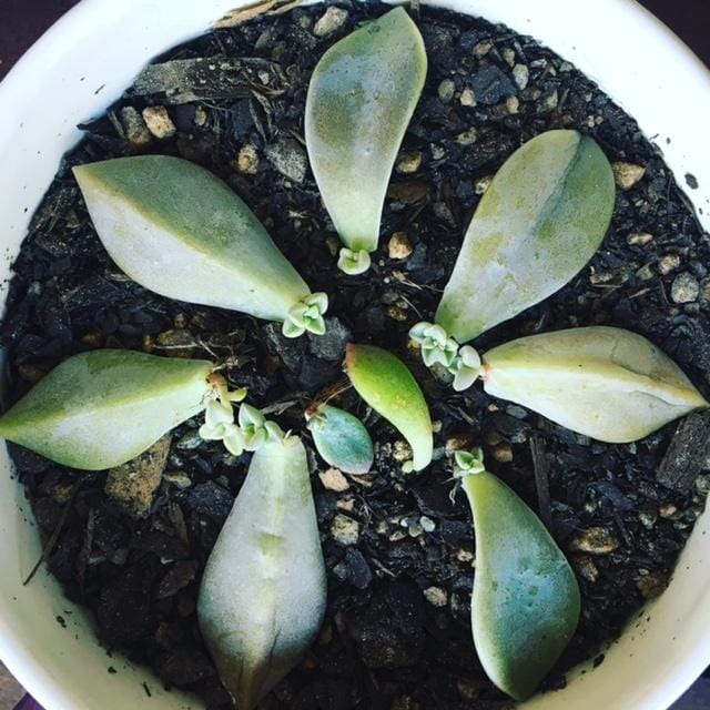 Little succies are growing! - image 2 - student project