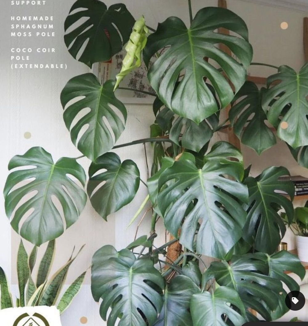 Painting Monstera leaves - image 3 - student project