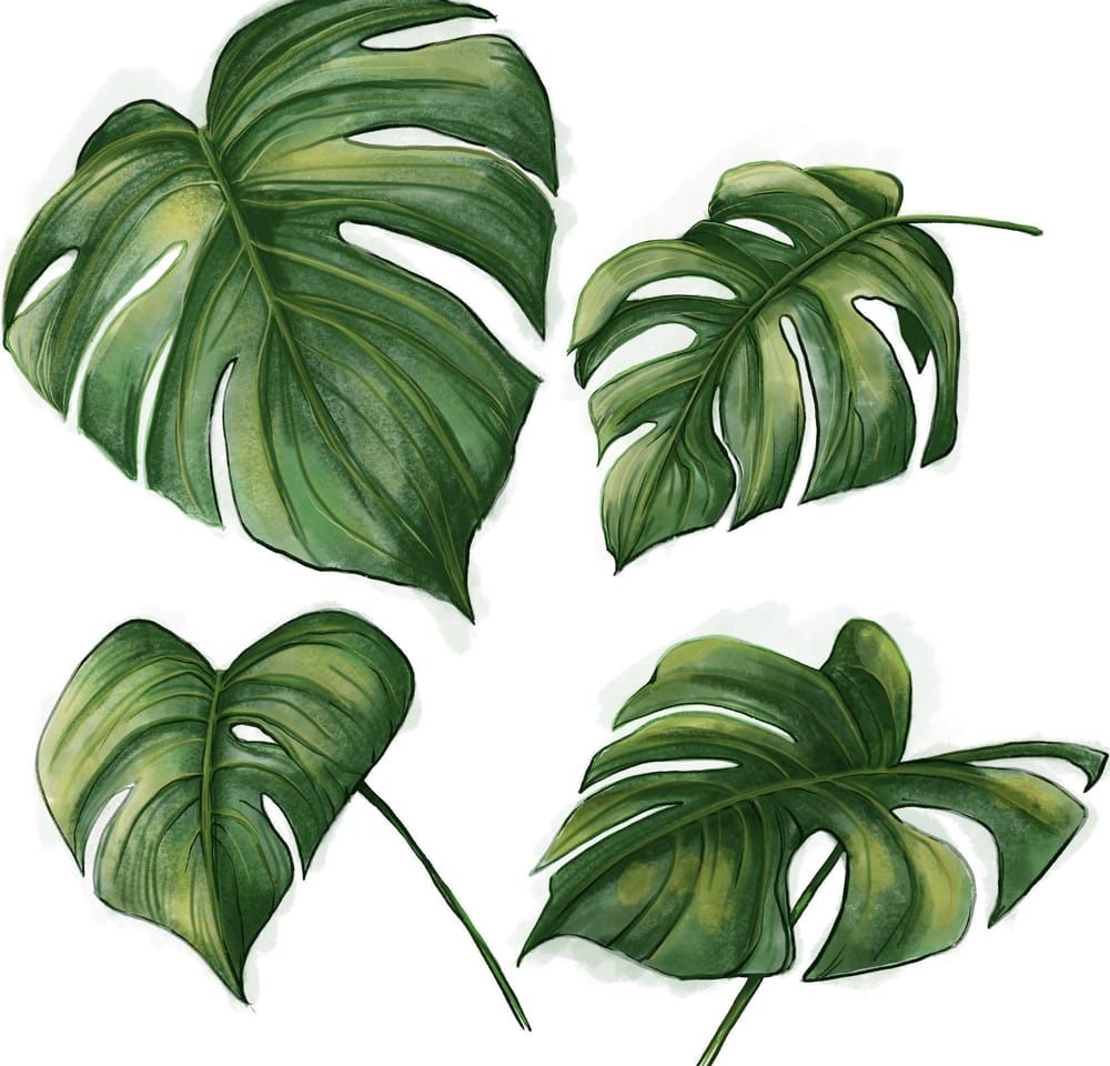 Painting Monstera leaves - image 4 - student project