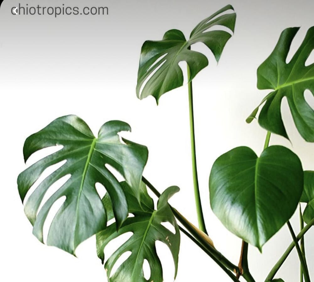 Painting Monstera leaves - image 2 - student project