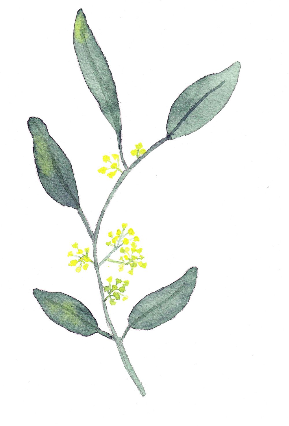 Winter greenery with Irina - image 2 - student project