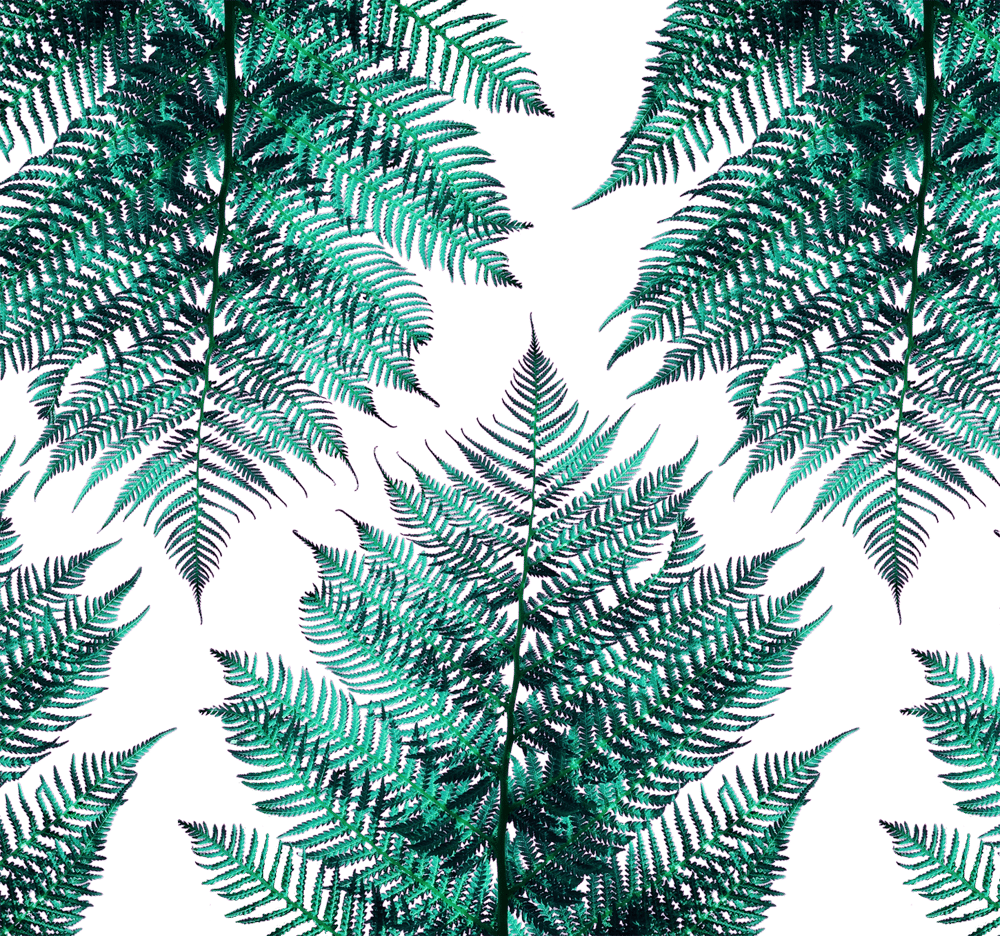 Fern - image 3 - student project