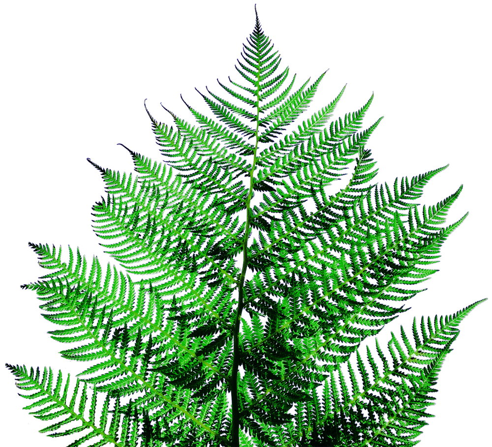 Fern - image 2 - student project