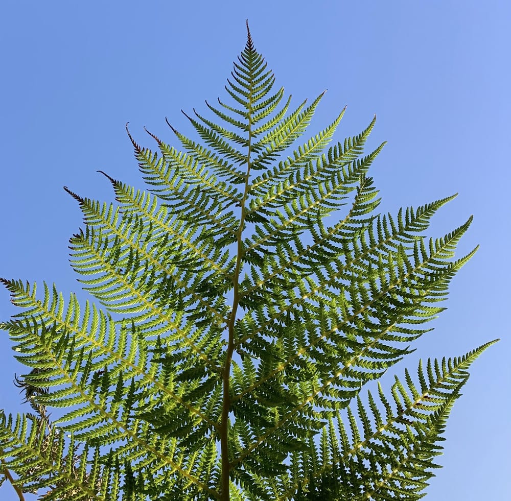 Fern - image 1 - student project