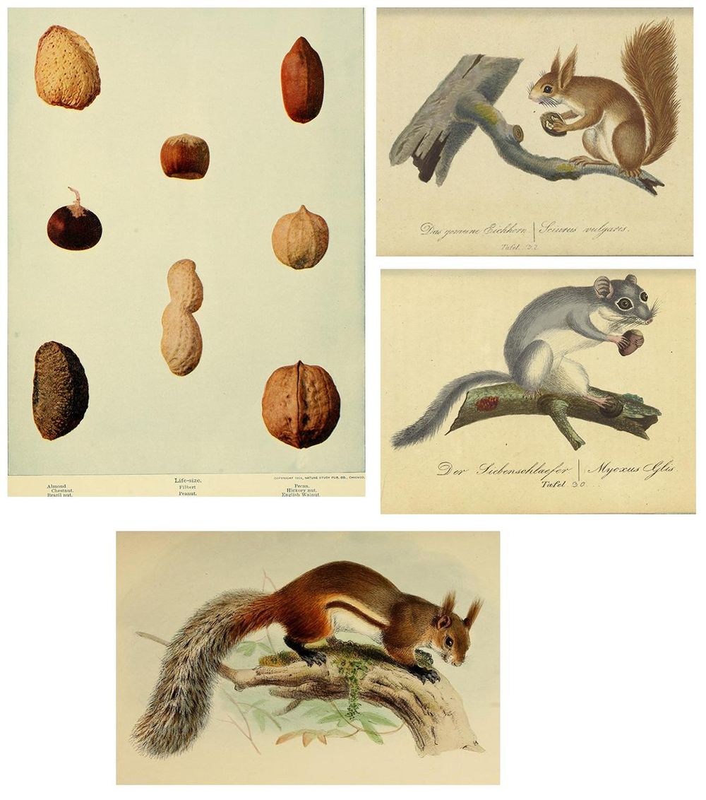 Photoshop Digital Pattern: Nuts For Squirrels - image 1 - student project