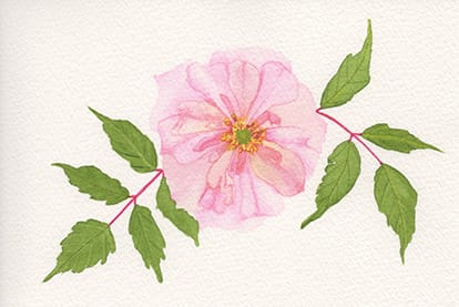 A Pink Rose Example - image 1 - student project