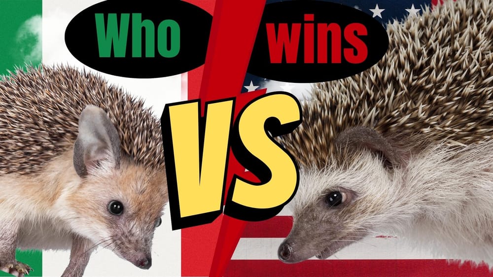 hedgehogs - image 3 - student project