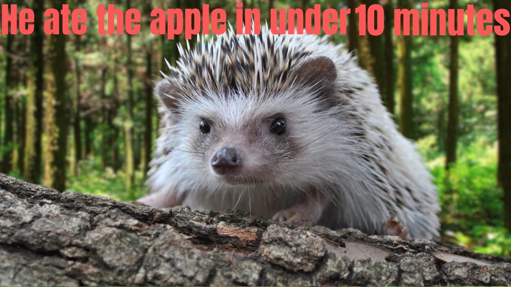 hedgehogs - image 4 - student project