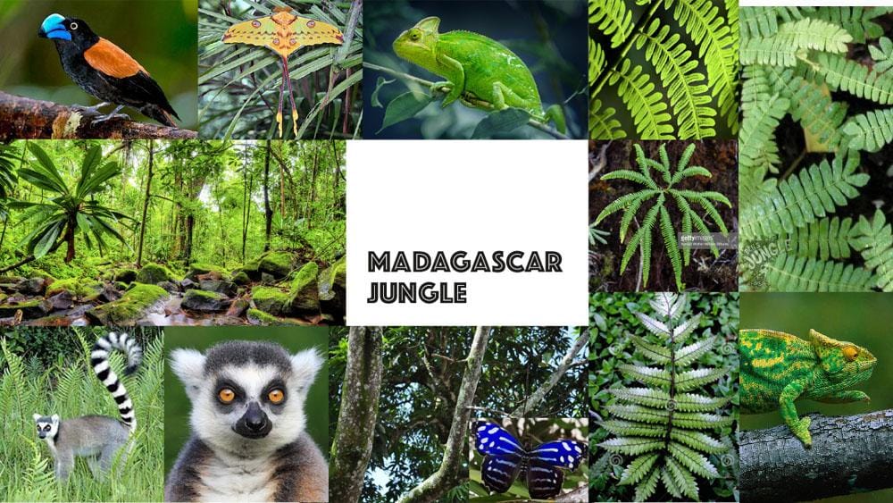 Madagascar Jungle - image 1 - student project