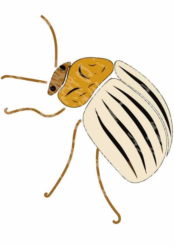 Textured bugs - image 2 - student project