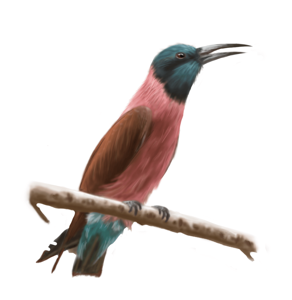 Project 2 - Bird - image 1 - student project